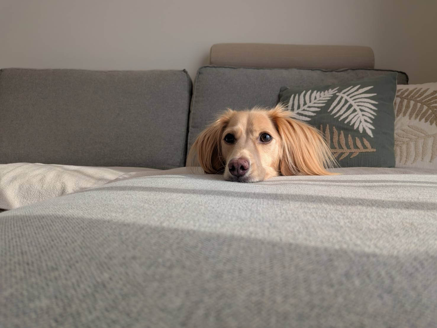 庭も家事ラクも。セミオーダーで全部叶ったワンちゃんとの暮らし