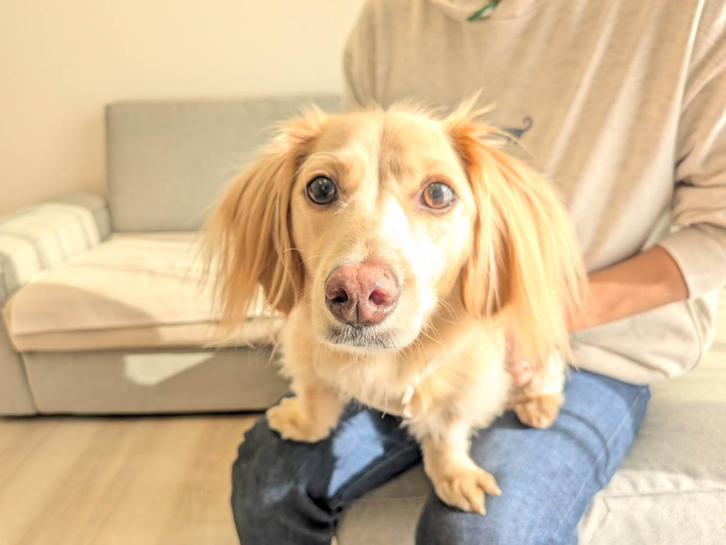 庭も家事ラクも。セミオーダーで全部叶ったワンちゃんとの暮らし